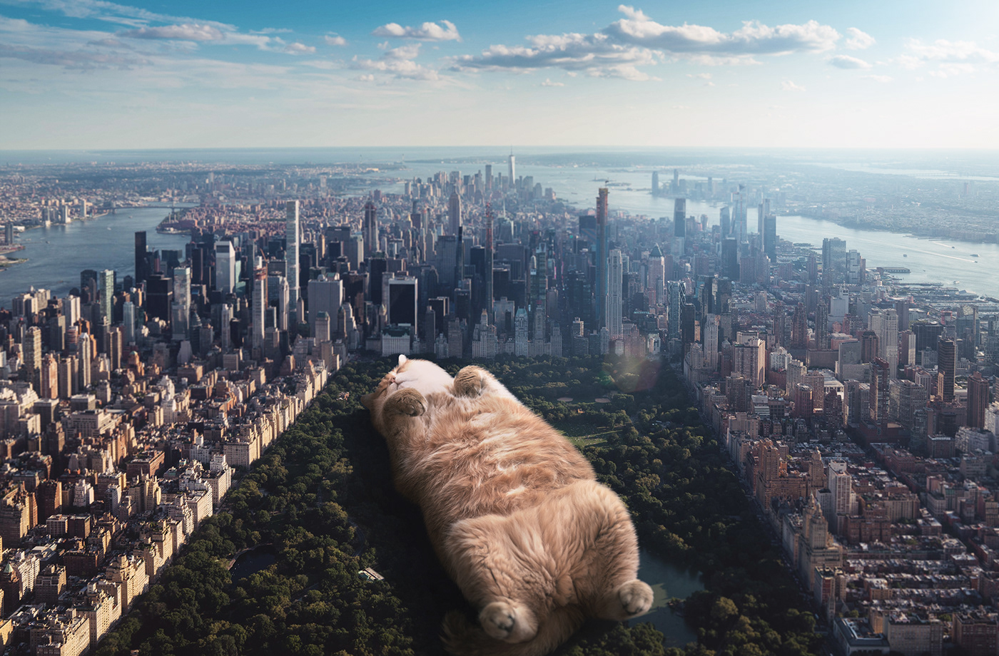Cat cats Central Park godzilla hosico New York new york city Photo Manipulation  surreal surrealism