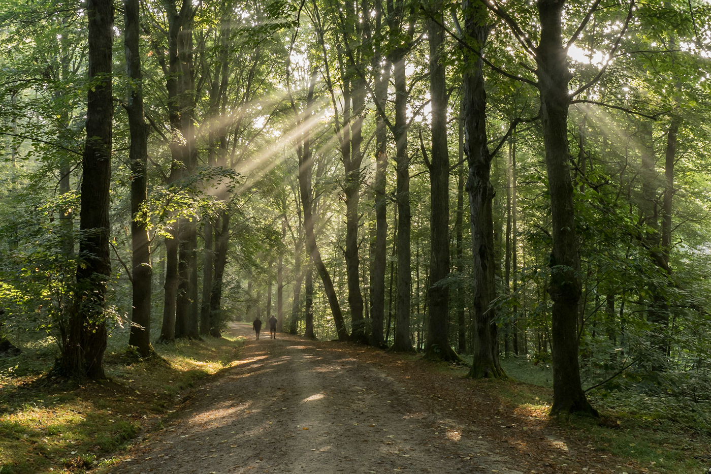 belgium brokenlight forest hiking MORNING morninglight sonienforest sunlight zonneharp