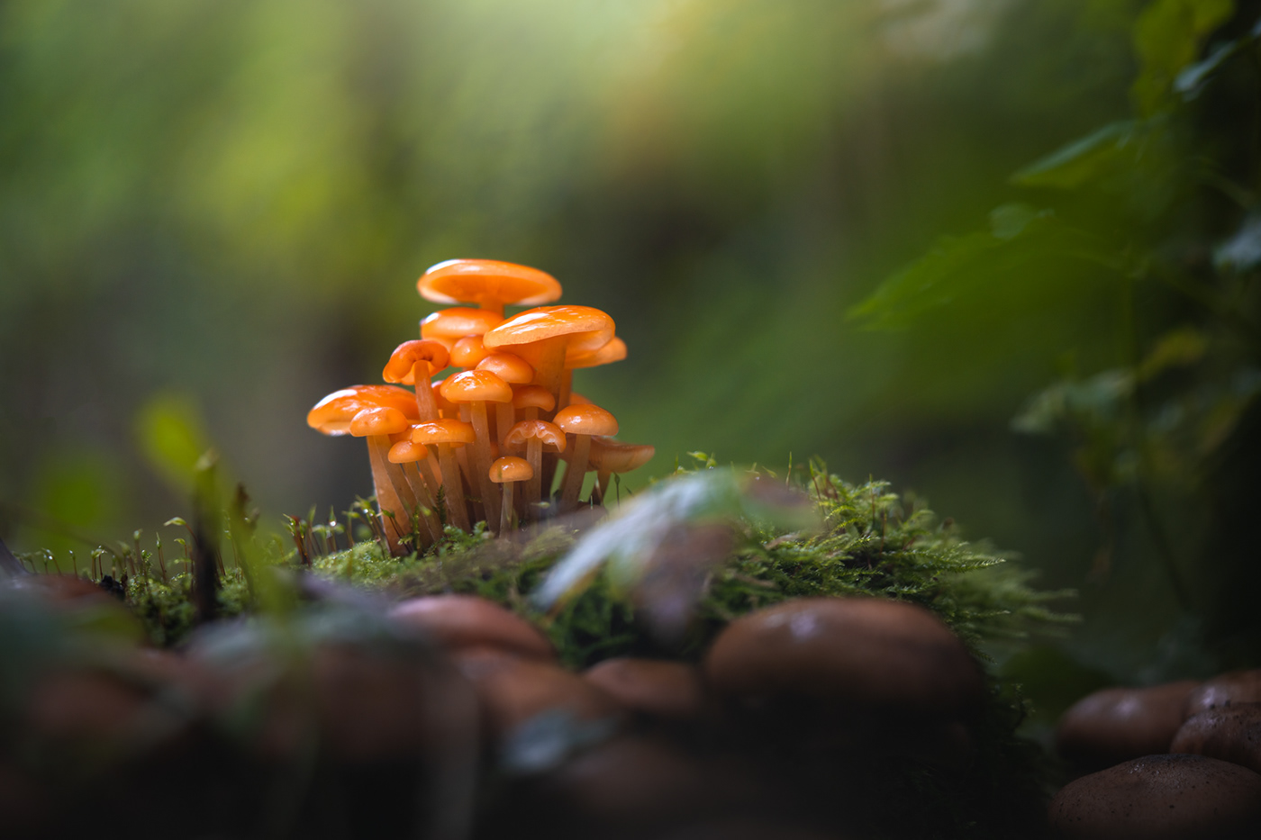 autumn forest Fungi macro Mushrooms shrooms The Netherlands