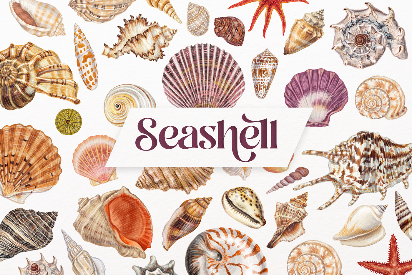 Beautiful watercolor style vector seashell illustrations, drawings, paintings.