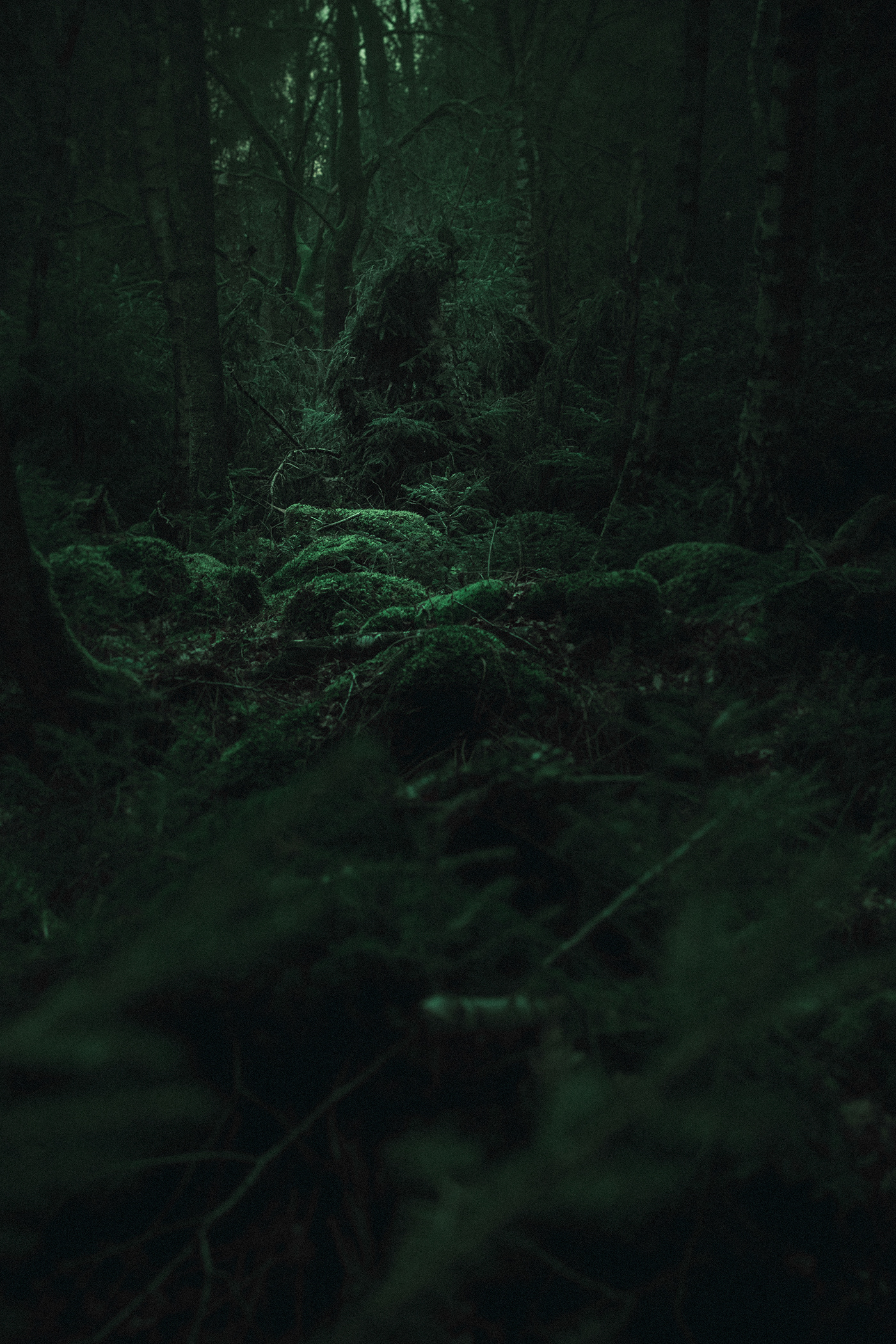 dark forest green light Moody Nature Photography  trees woods