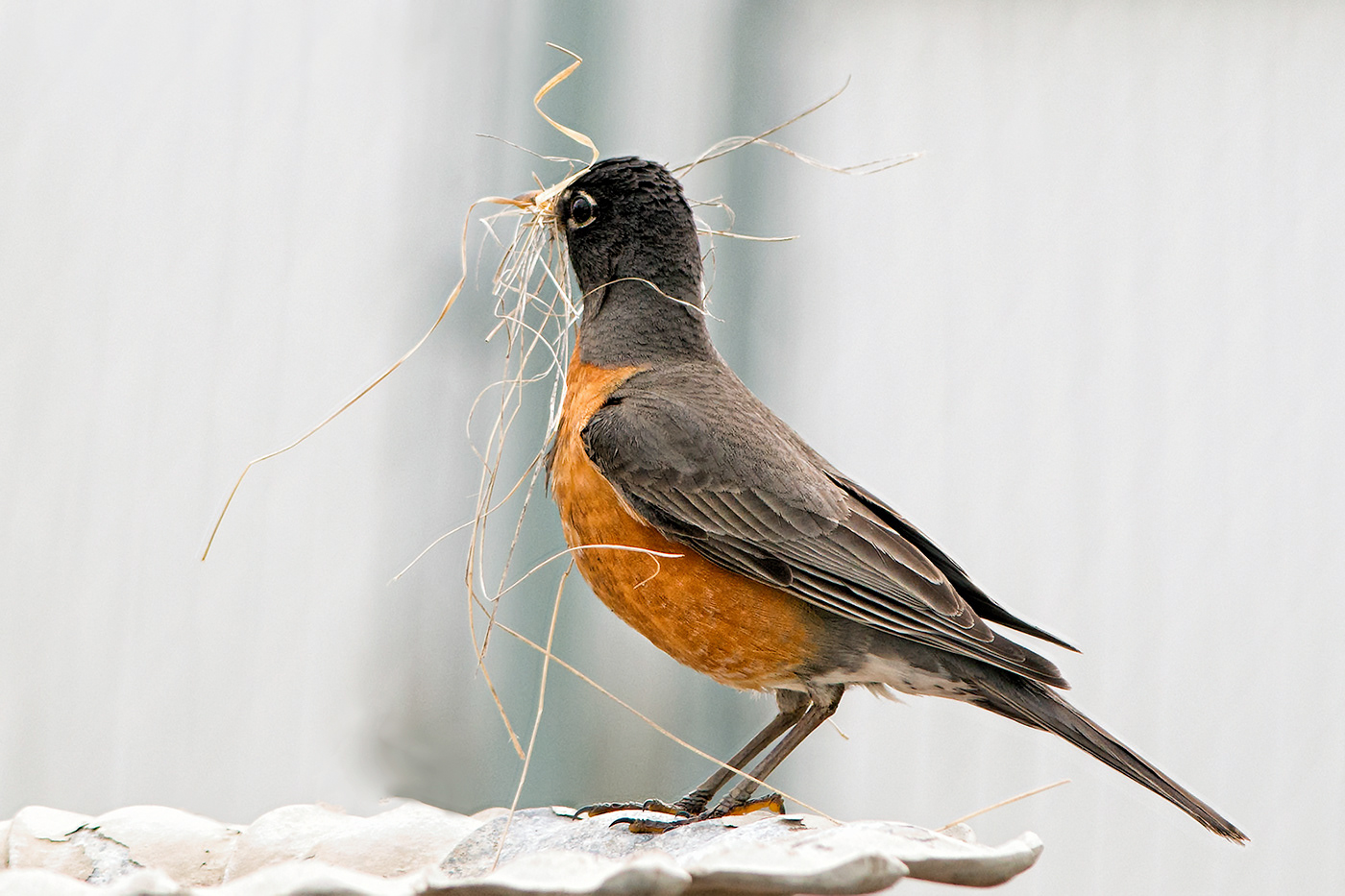 A nest building robin
