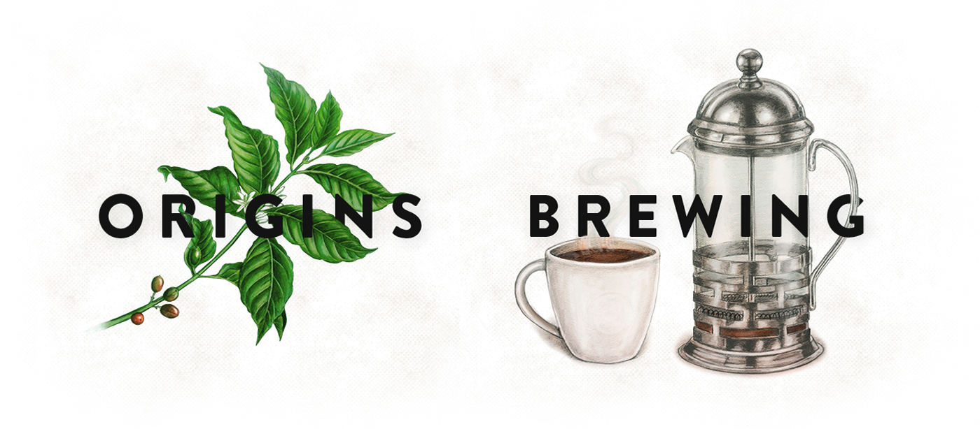 Coffee starbucks botanical beans coffee plant epresso french press brewing pencil leaves watercolor aquarelle