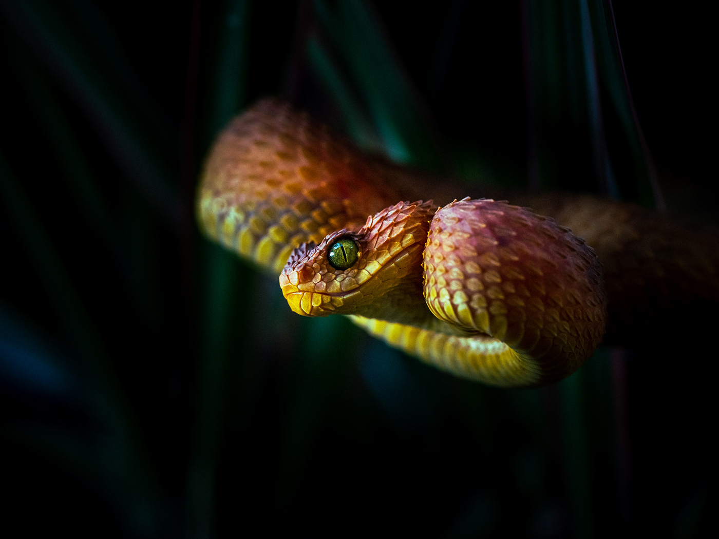 animal Colourful  Diversity macro Nature nature photography Photography  reptile snake snakes