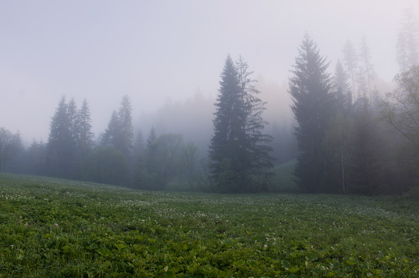 valle mist fog Sunrise sunbeams forest Landscape trees