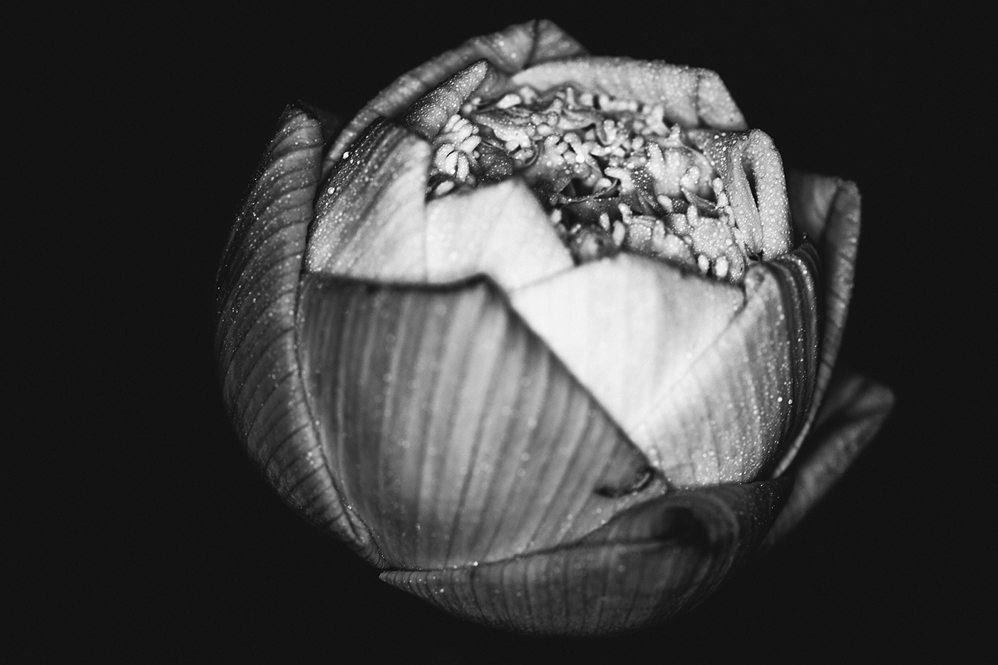 Lotus flower macro Nature b&w close up portrait