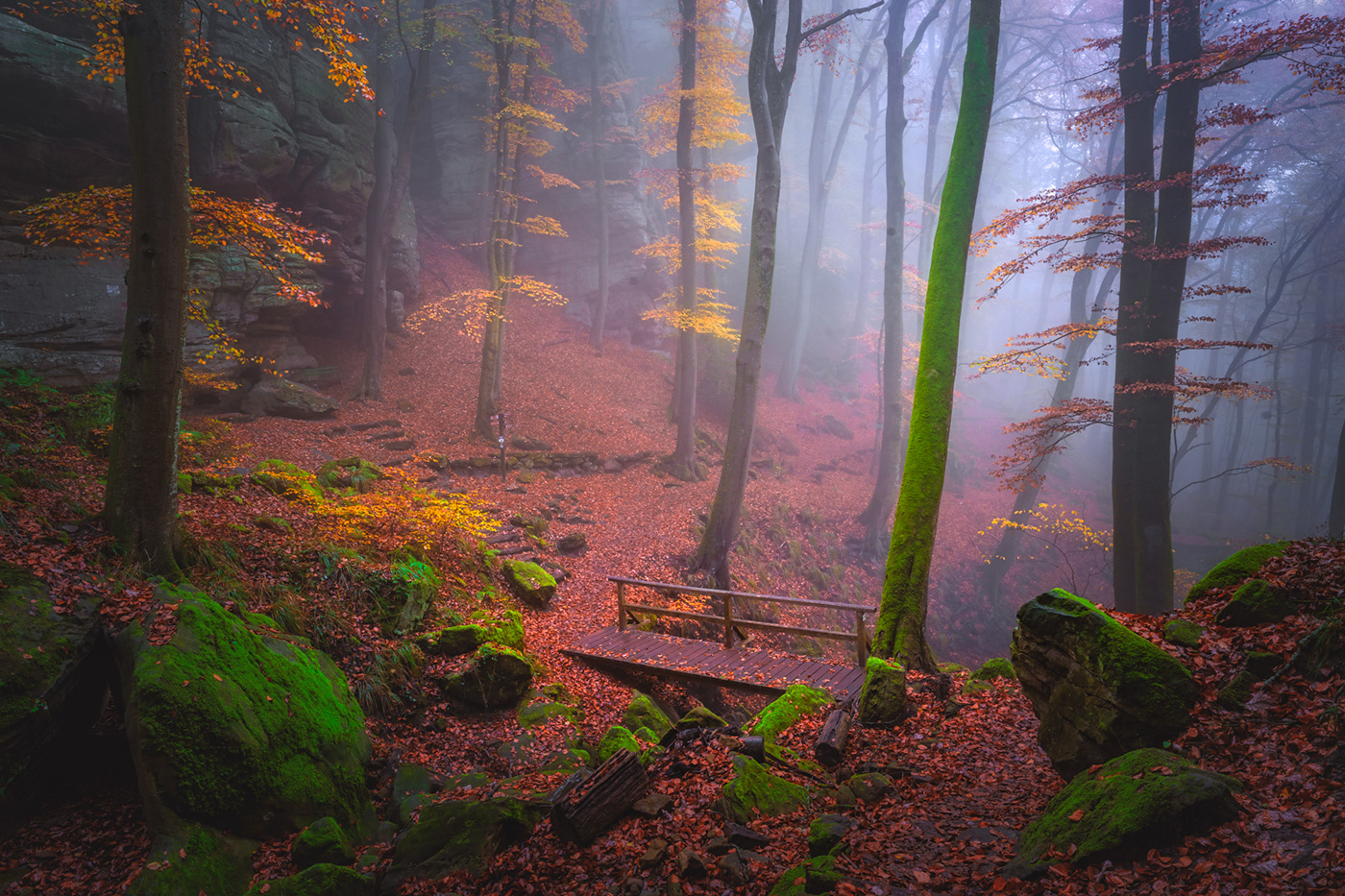autumn fog forest luxembourg Moody woodland woods