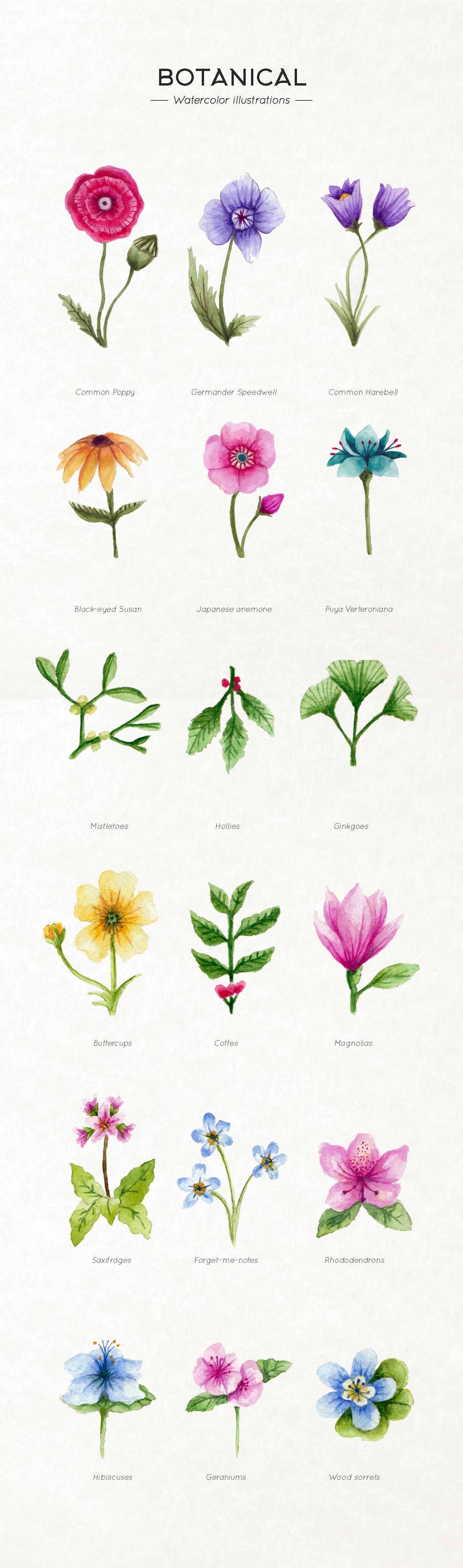 botanical plants Flowers floral watercolor drawings Nature leaves Collection paint