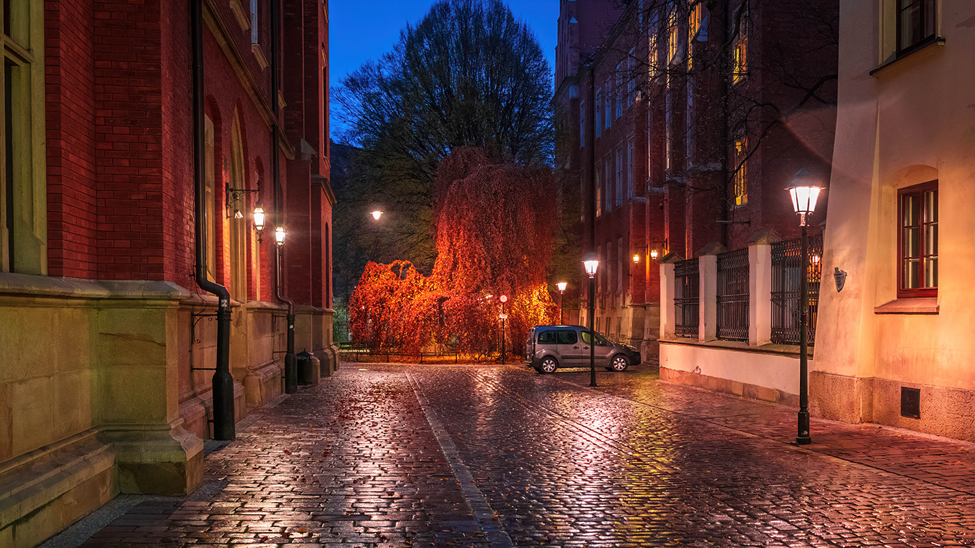 autumn city krakow Lamp leaf light MORNING night Tree  yellow