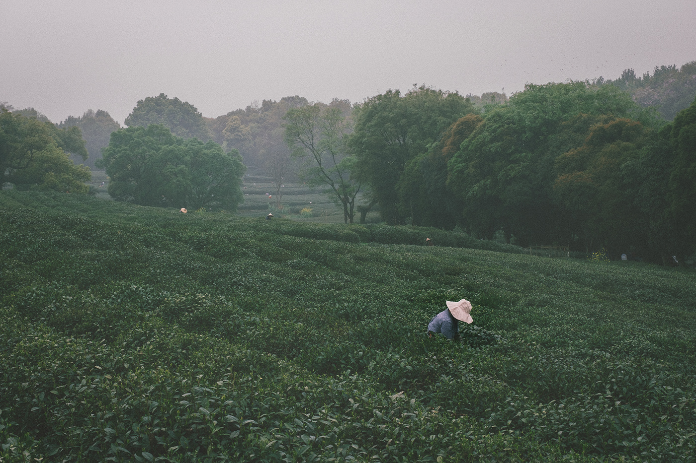 china Documentary  green tea Hangzhou west lake