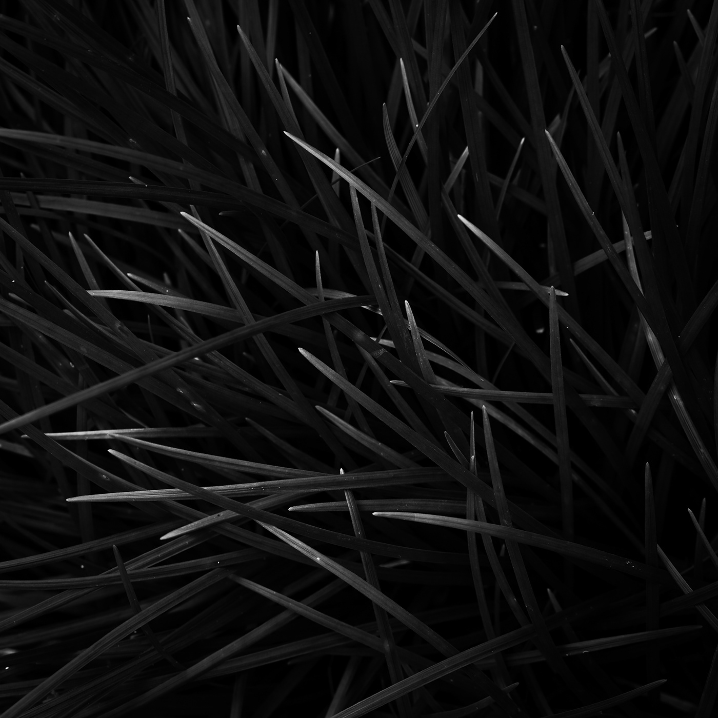 abstract Macro Photography plants Nature black and white monochrome fine art pattern texture