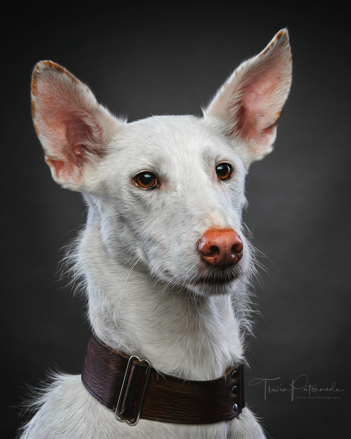 dog photography GALGO galgos canine dogs pets sighthound studio dog
