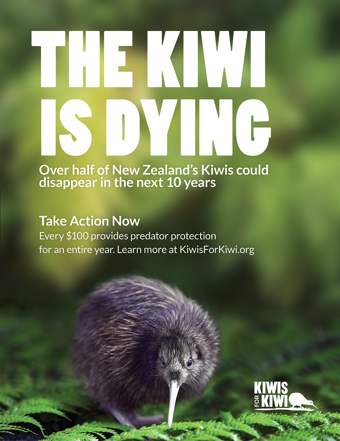 poster type typography   Nature awareness Layout Design kiwi New Zealand bird save