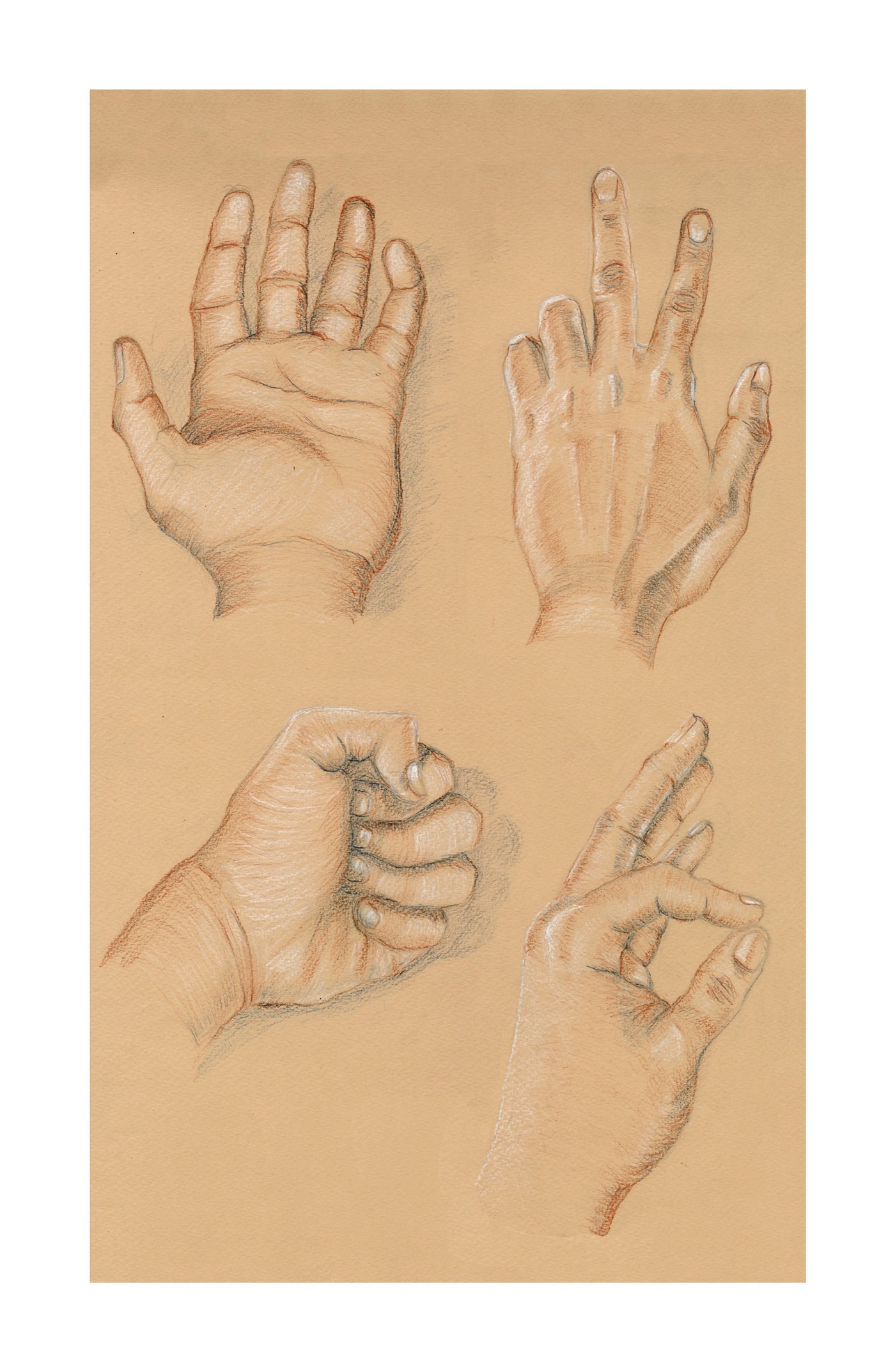 draw conte newspprint muscle study fine arts skeleton hands feet colour pencil obervational Referenced