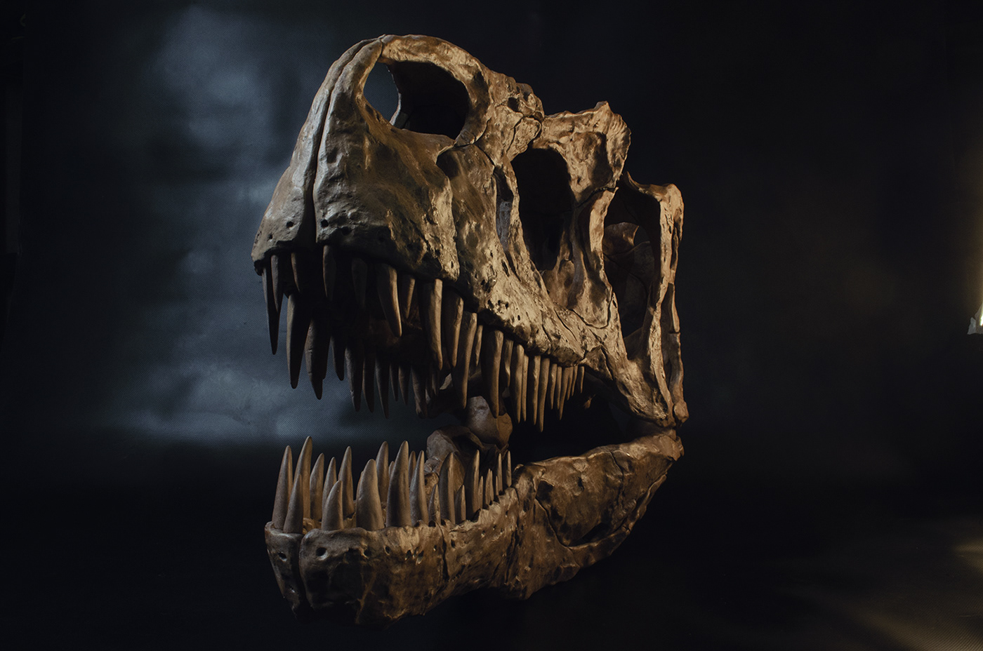 allosaurus skull zbrush