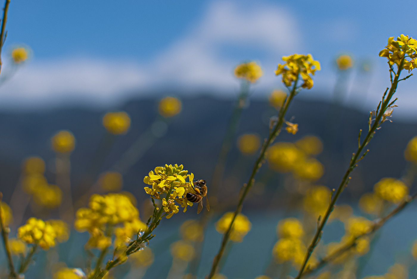 Abeja bee Flores Flowers Fotografia naturaleza Nature Photography 