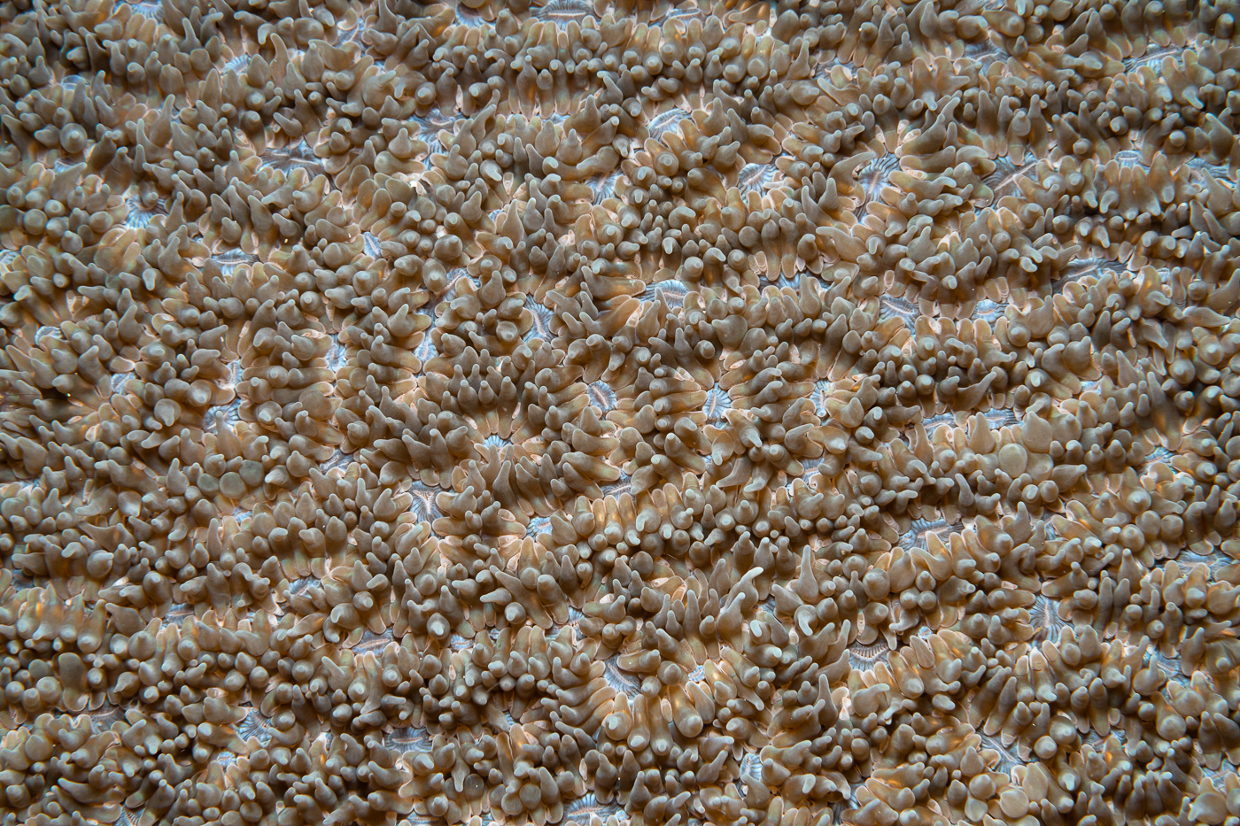 animal coral life macro marine Nature Ocean Photography  underwater beige