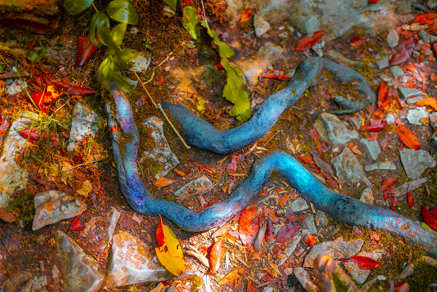 forest Magic   acid psychedelic rock river shadow Plant summer imagination