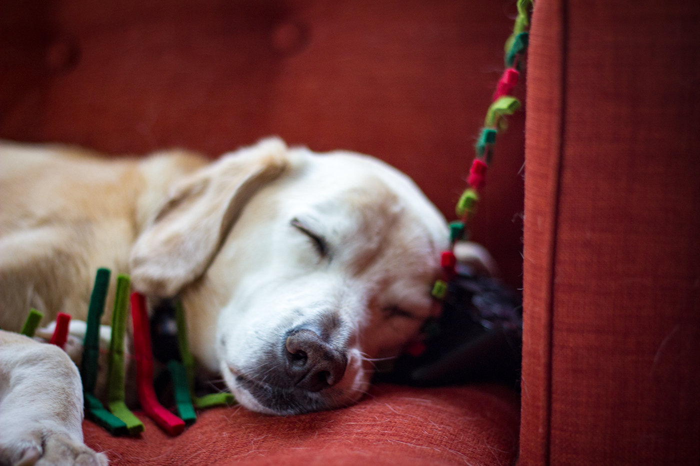 dogs labs beagles digital photography  photoshop Portland Oregon landscape photography