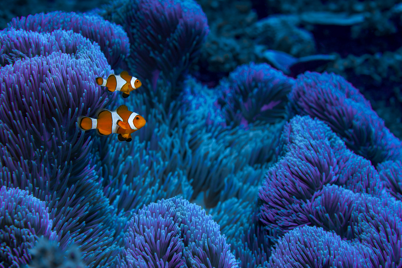 animals Clownfish diving fish life macro Nature Ocean underwater