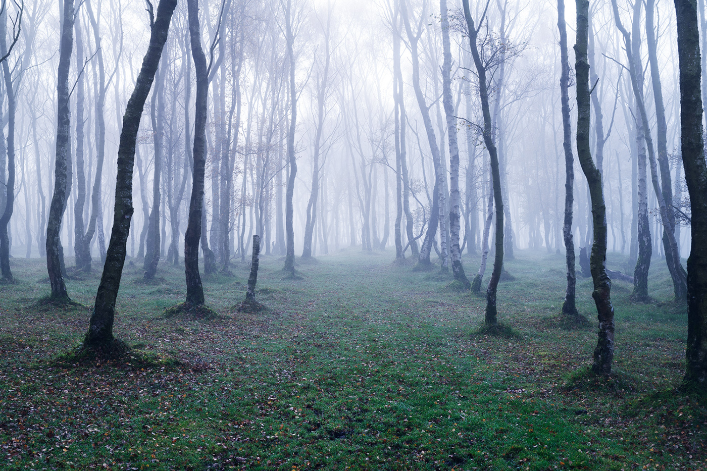 autumn birch Dreaming fairytale fog Grove mist path träume Treescape