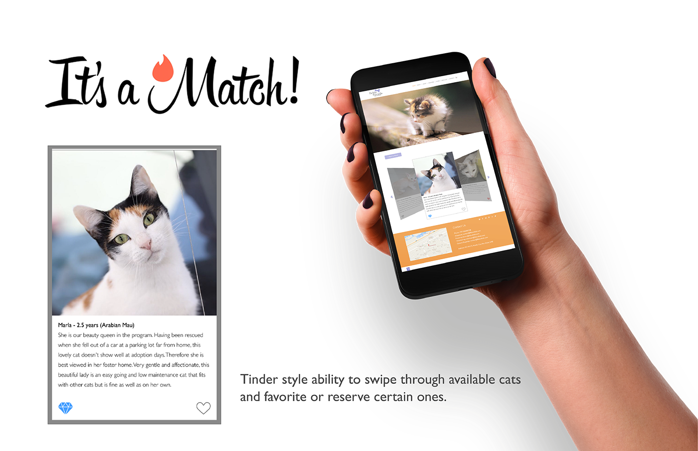 Cat Pet adopt Website tinder kitten Interface app rescue