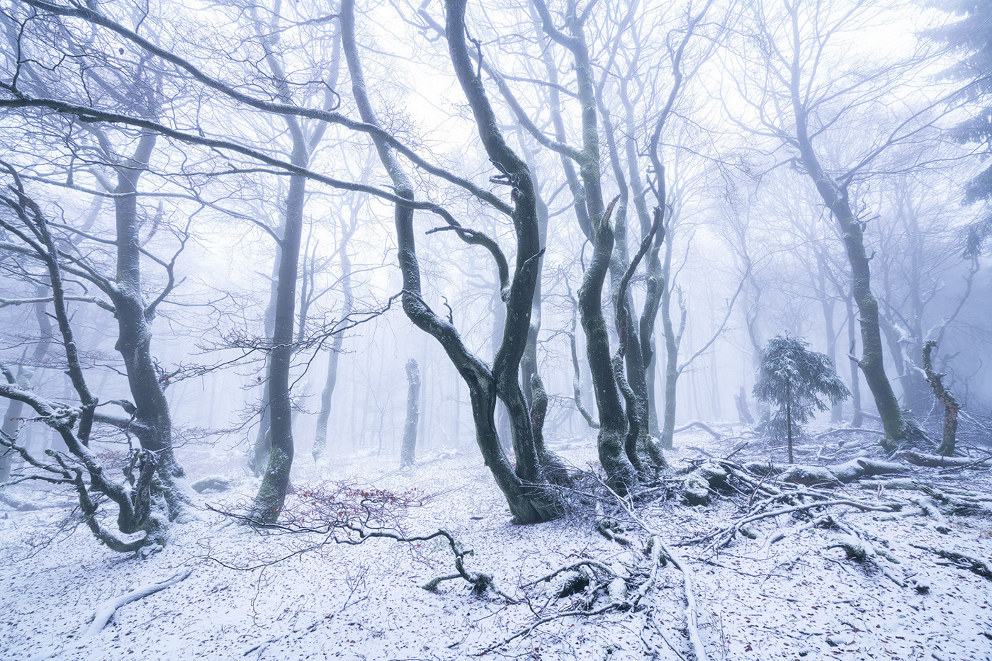 Beech coldness enchanted fangorn fog forest frozen secret trees wood