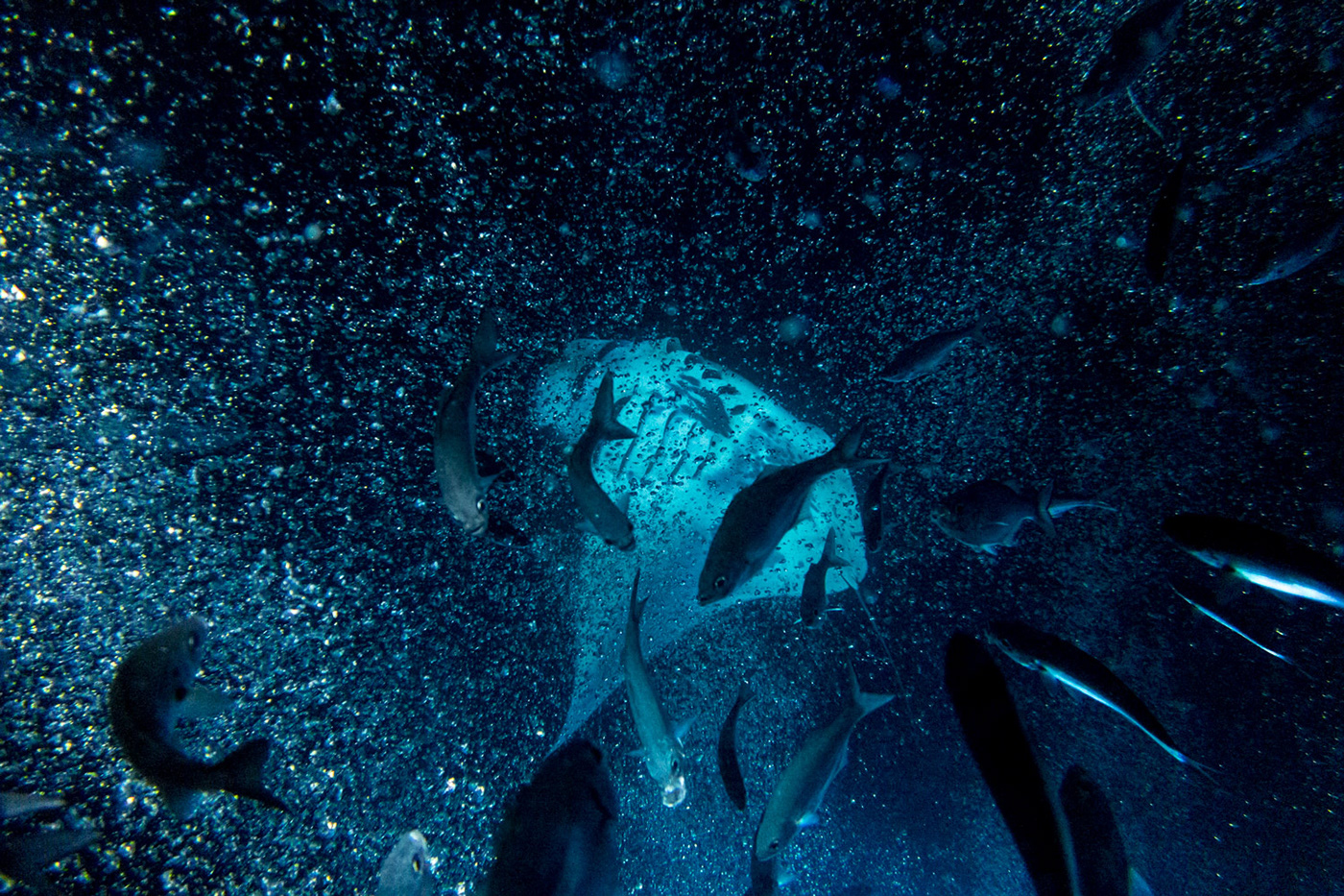 manta ray mantaray dive water fish bubbles Feeding monster Ocean Abyss sea snorkel blue underwater