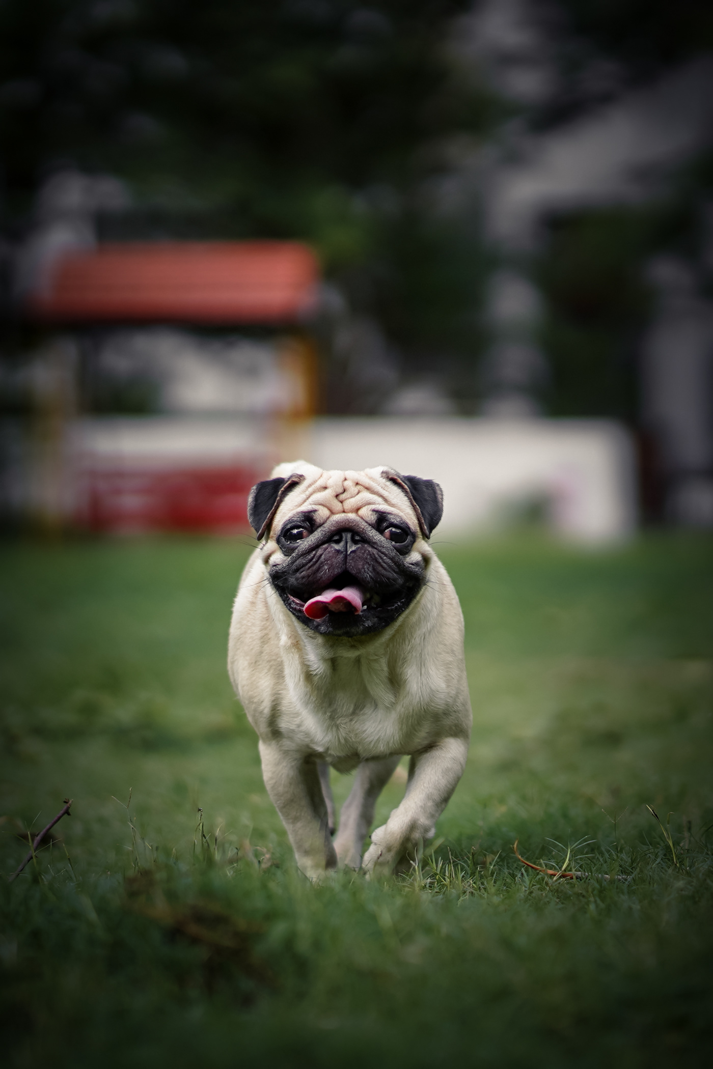 animal cute dog dog portrait dogphotography GOLDENRETRIEVER Pet Pug puppy