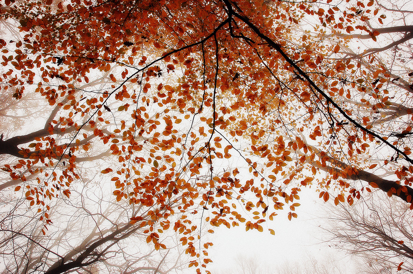 November autumn forest trees colors Carpathians foggy