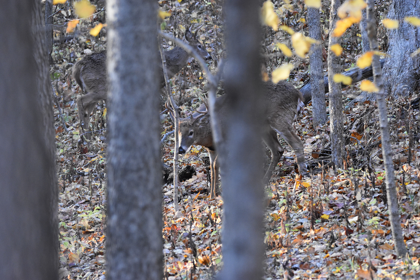 Whitetail Deer deer animal wildlife Photography  midwest iowa forest Whitetail outdoors