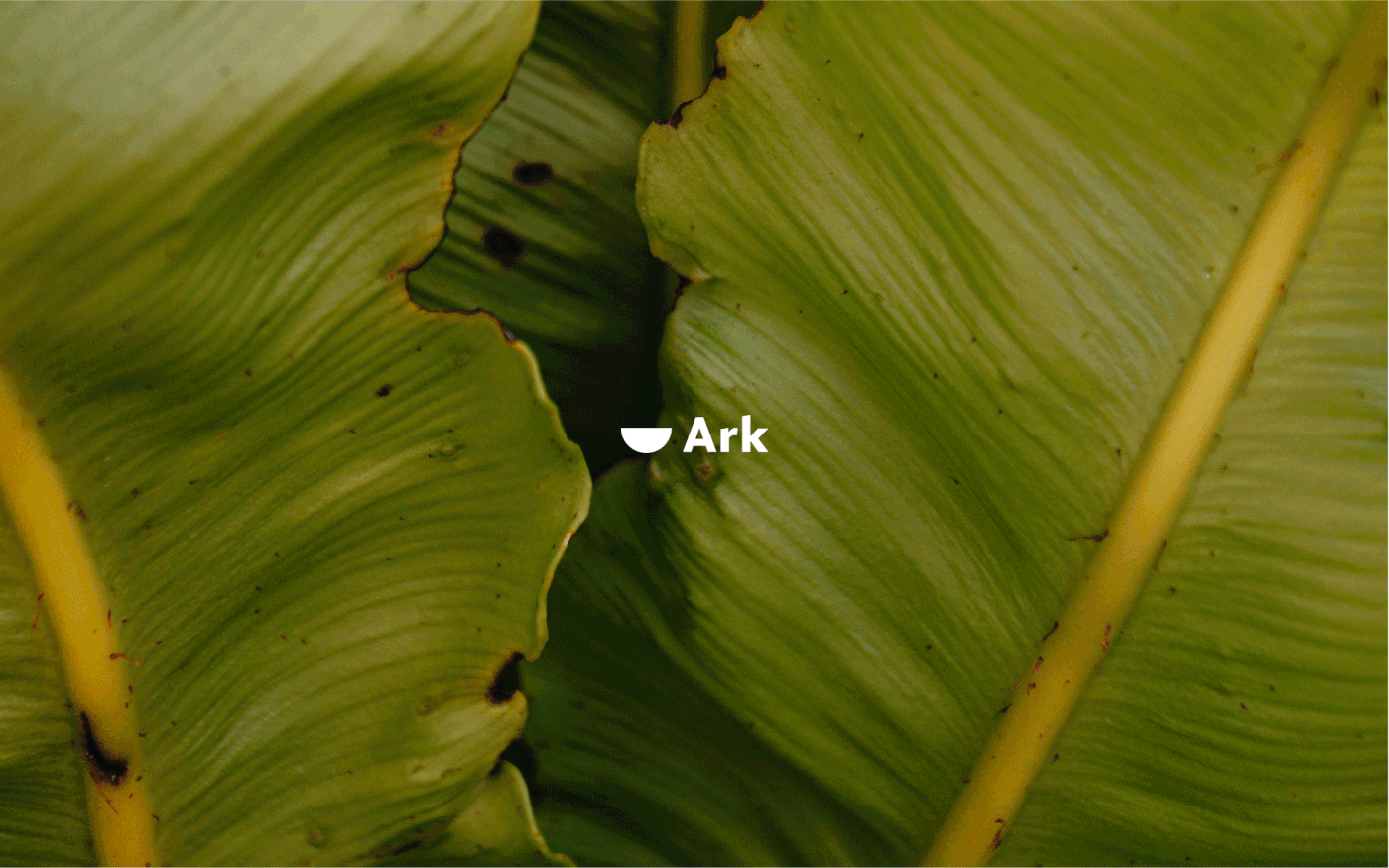 agency ark branding  digital logo marketing  