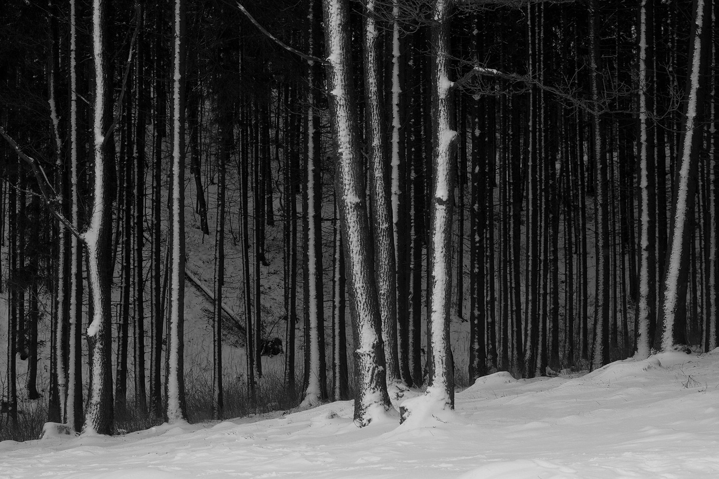 Photography  Fine Arts  black & white Dark Forest tree art nature photography dark poetry