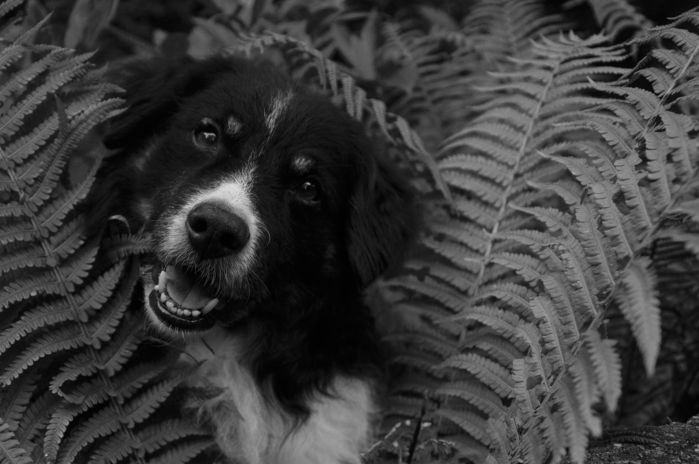 Photography  Nikon D90 Ruben de Jong NL dog backandwhite Adobe Photoshop