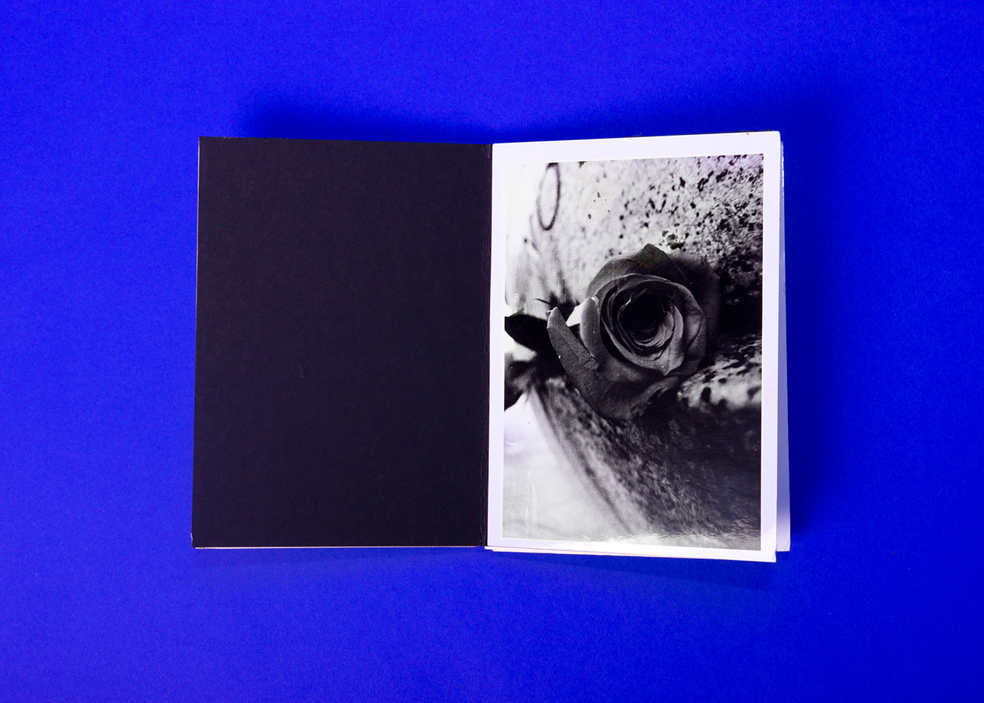 photo darkroom Photography  art book type Layout simple free Mockup