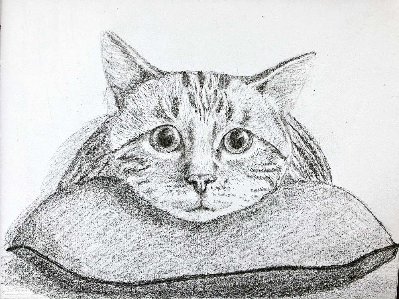 pencil Drawing  Cat