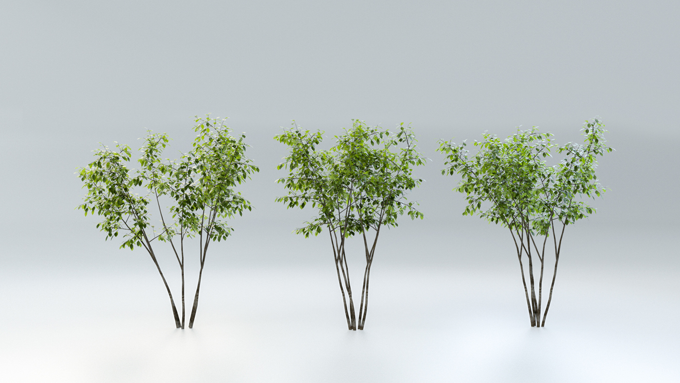 3D Asset 3d asset shop 3d bush 3d hedge 3d shop bushes c4d shop hedges