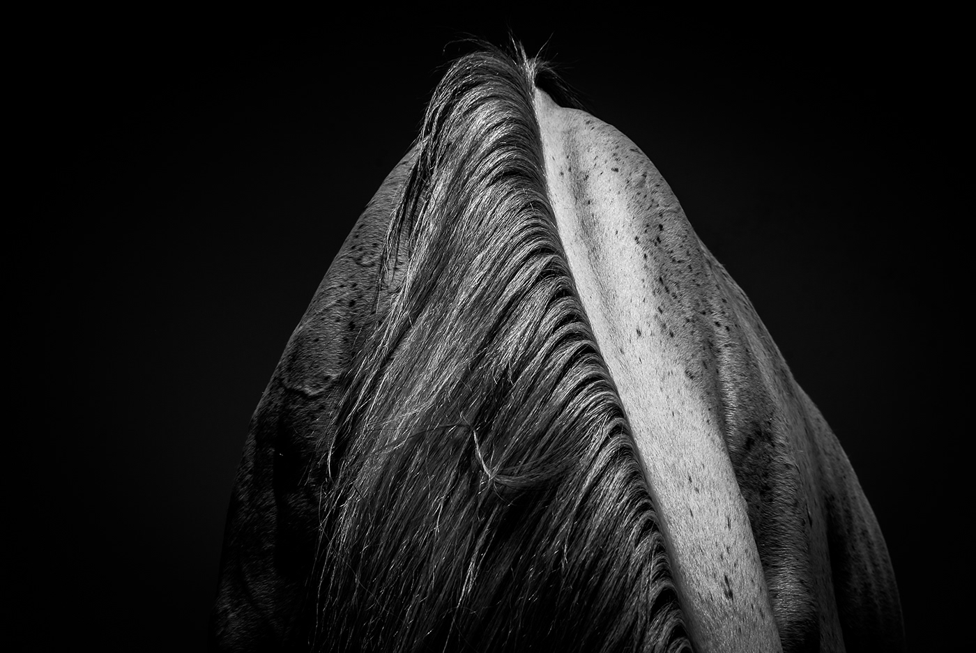 horse Photography  Nikon lightroom blackandwhitephotography FINEART Nature concept design detail