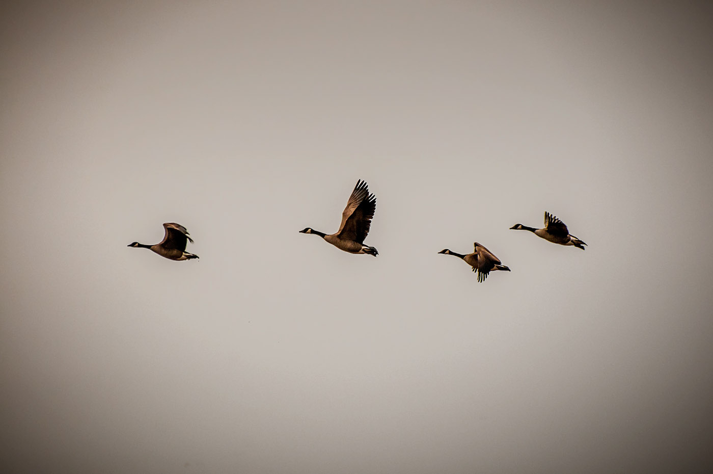 wild geese fields migration