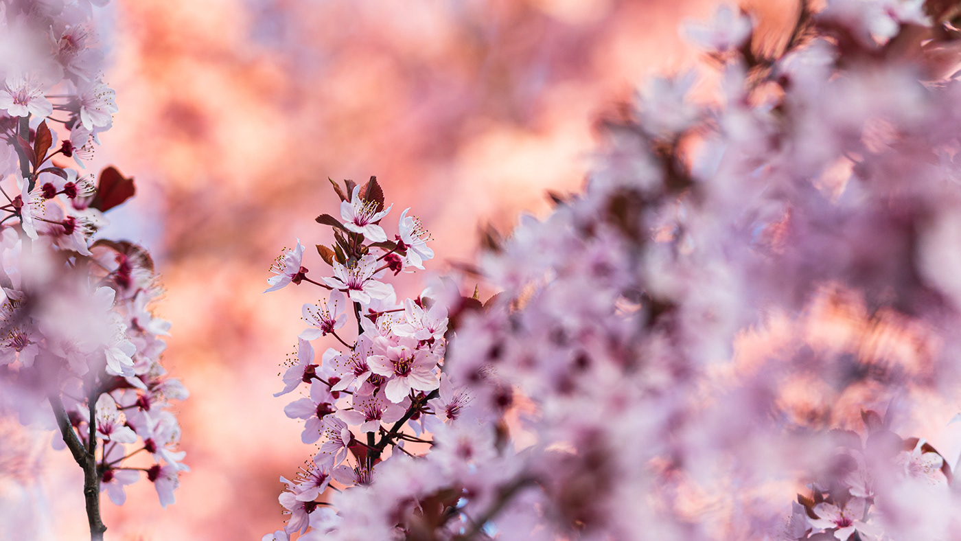 flower pink spring Tree 