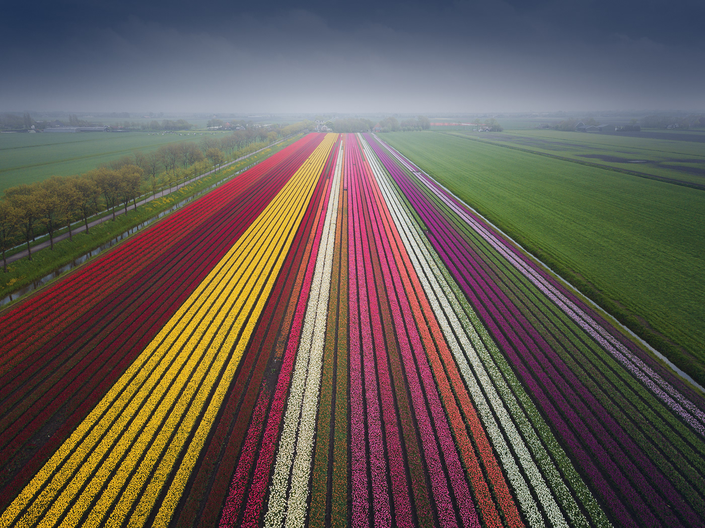 tulips Flowers dutch Netherlands rainbow Landscape