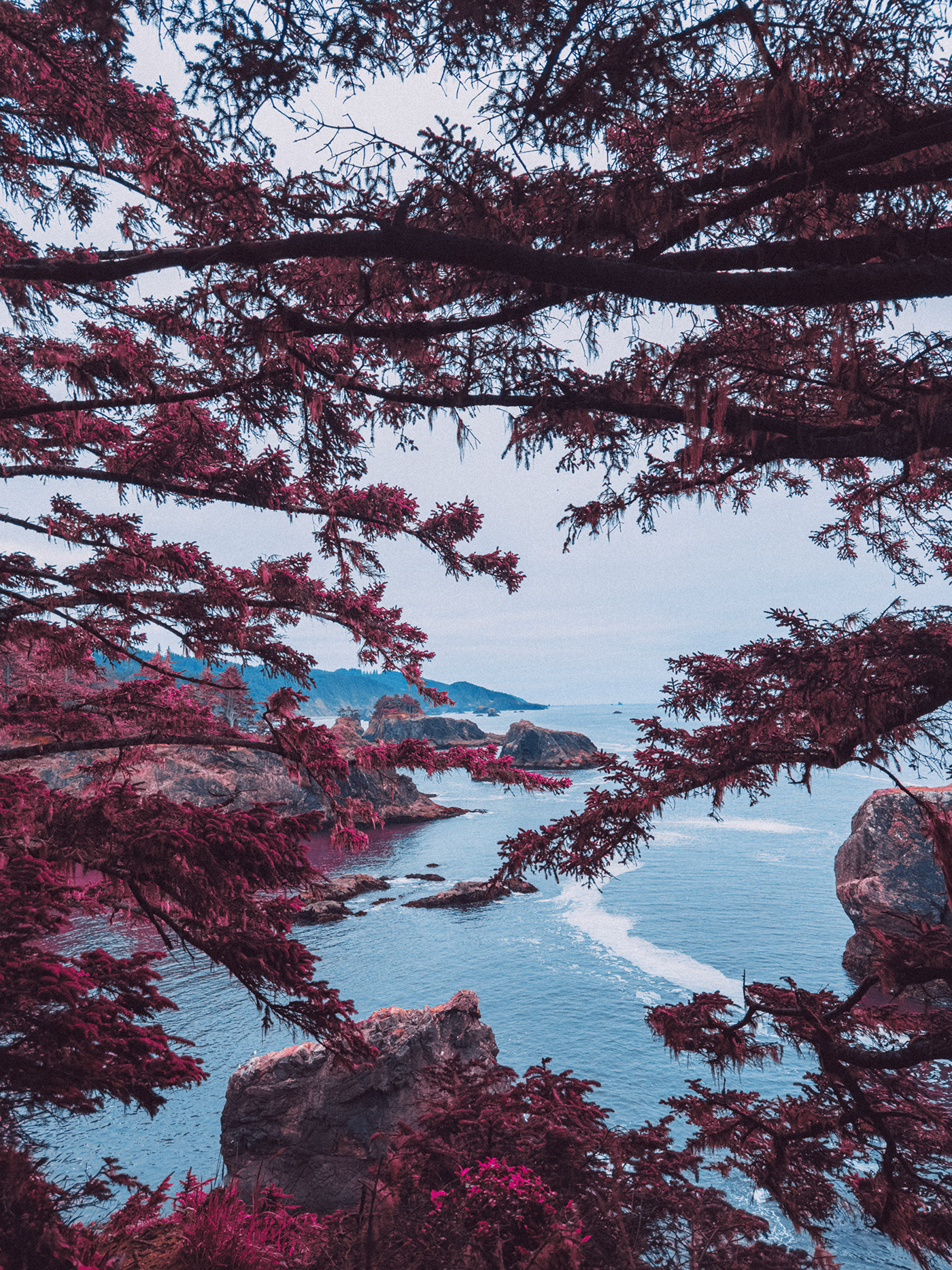 Photography  photos infrared Travel sea Tree  rock grass decor