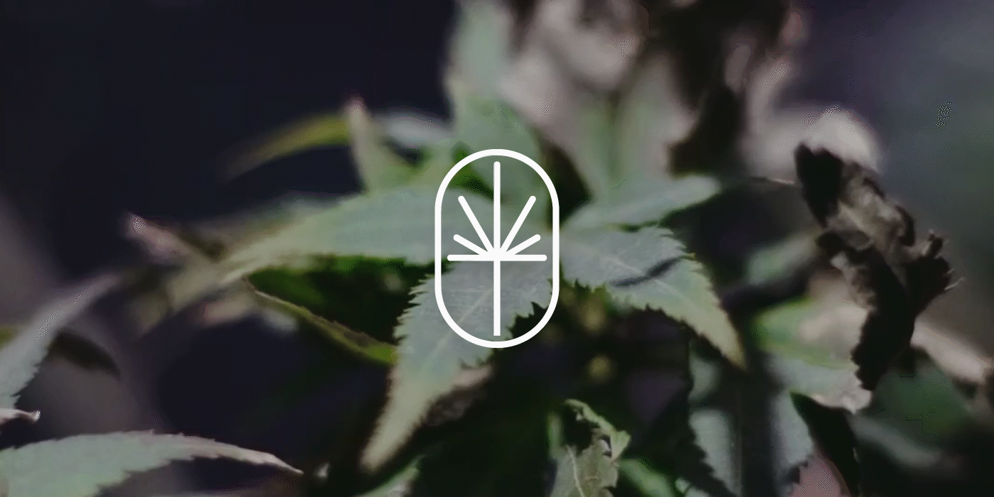 branding  Branding Identity CBD CBD oil design hemp Logo Design cannabis weed weed farm