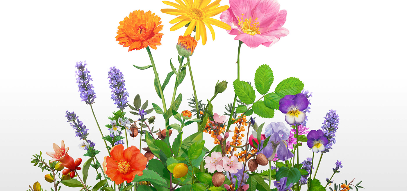 cosmetics Experience Flowers garden illustrations panoramic webgl weleda