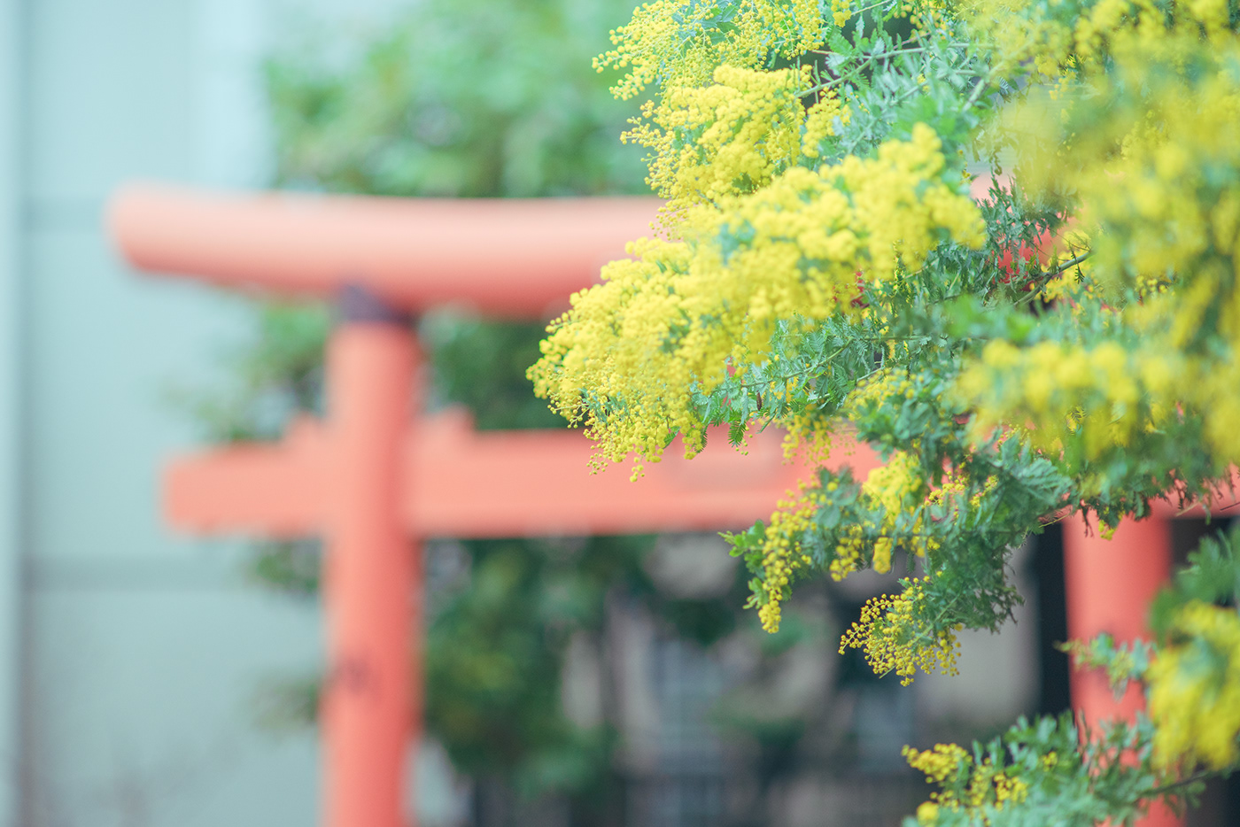 Shrine torii yellow green red tokyo japan KURAMAE mimosa