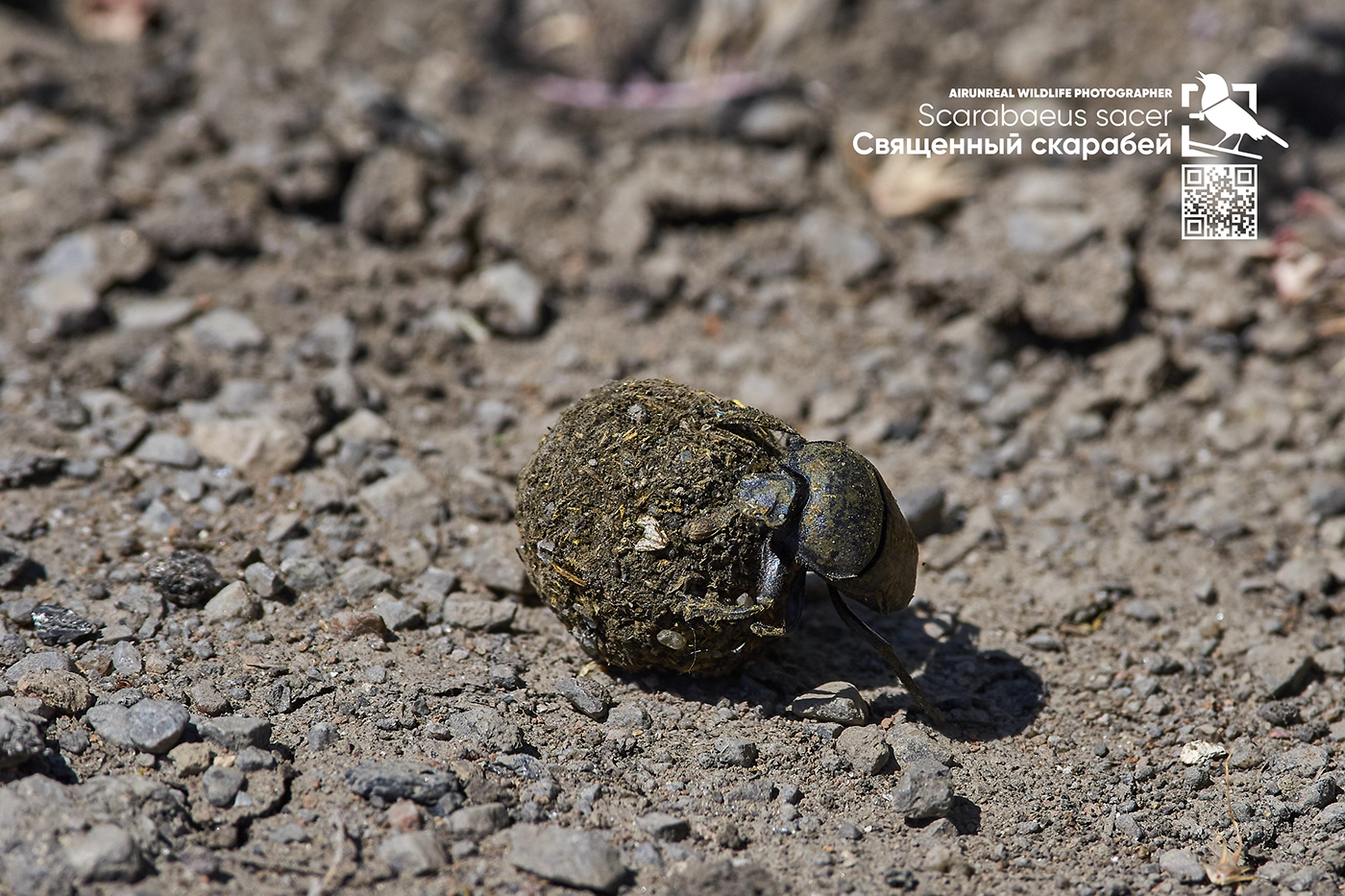 macro Macro Photography Nature Photography  photoshoot Russia sacred scarab Scarabaeus sacer volgograd wildlife