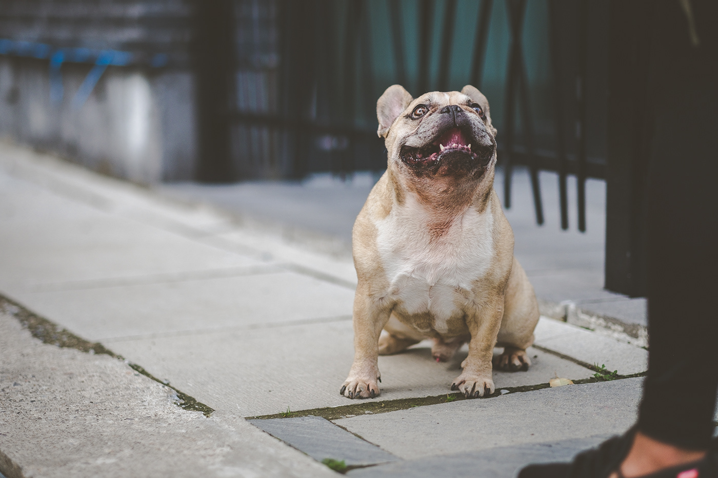 Photography  portrait Toronto Dog Portraits pets dog French Bulldog Natural lighting pet photography