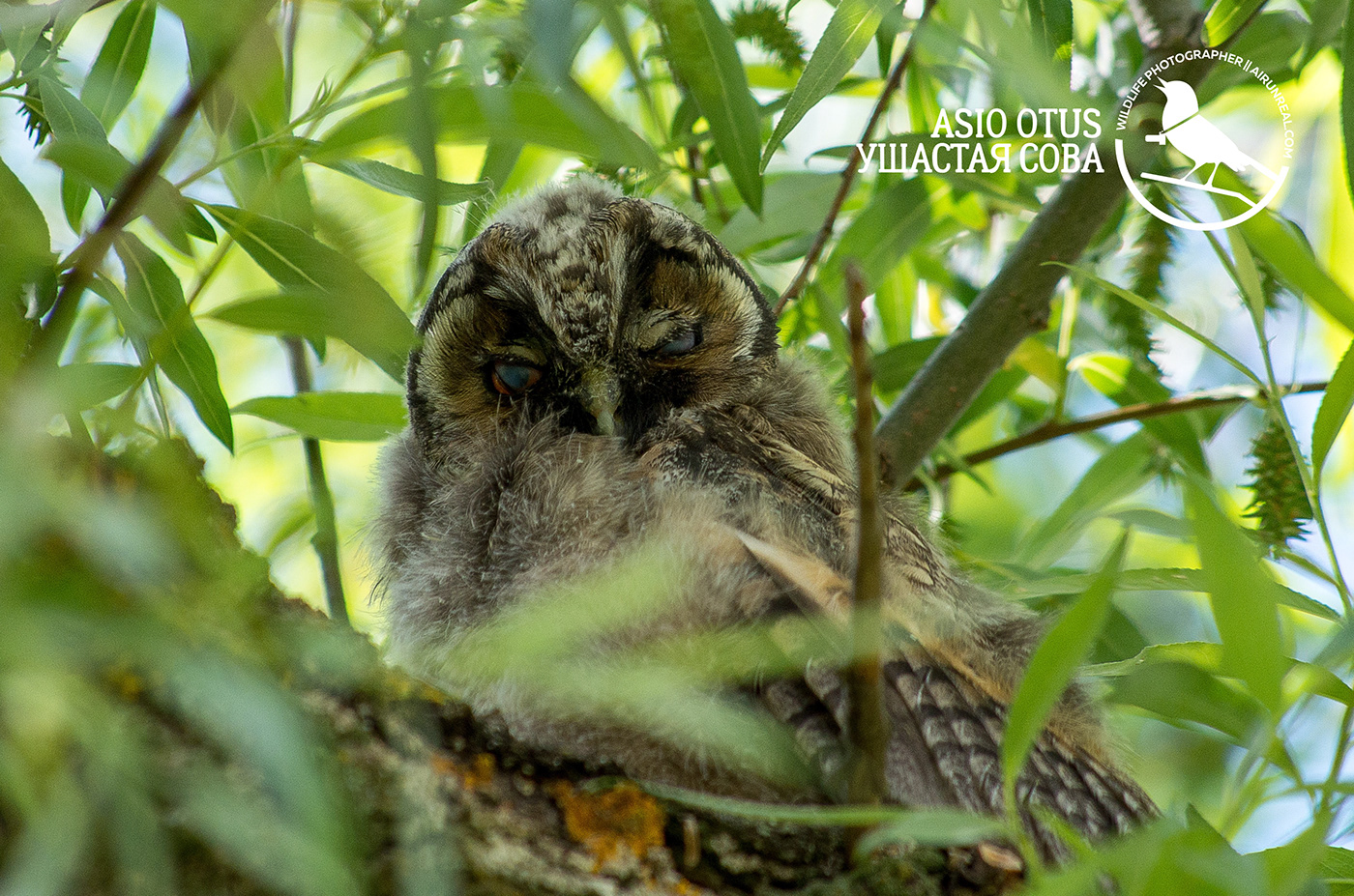 Asio otus bird birds birdswatching long-eared owl owl Russia volgograd wildlife