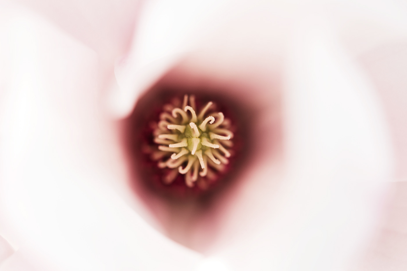 flower Nature Photography  FINEART spring rosa springtime Kirschblüten makro zart