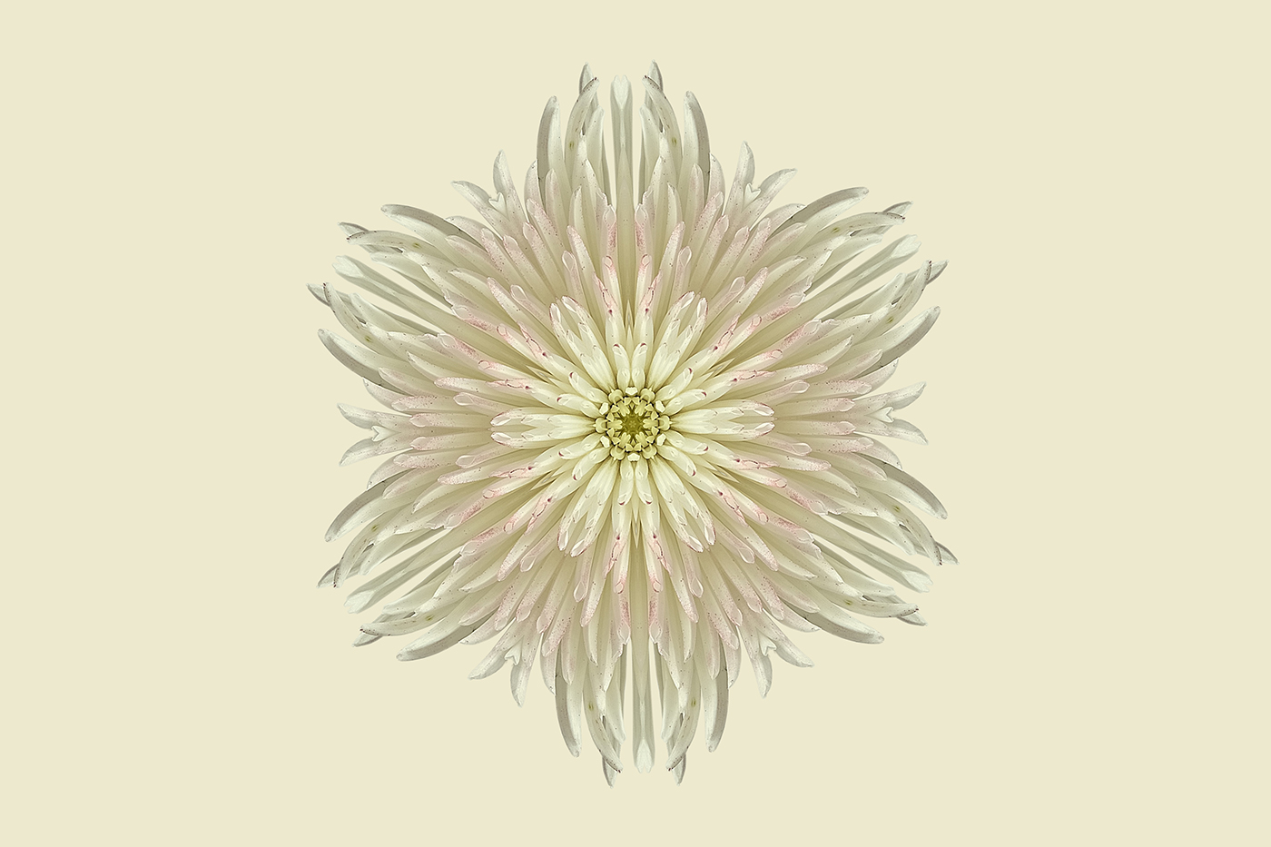 Mandalas Flowers blossoms Kaleidoscopes dahlias lisianthus ranunculus